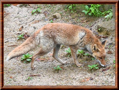 Renard roux du Japon (Vulpes vulpes japonica)