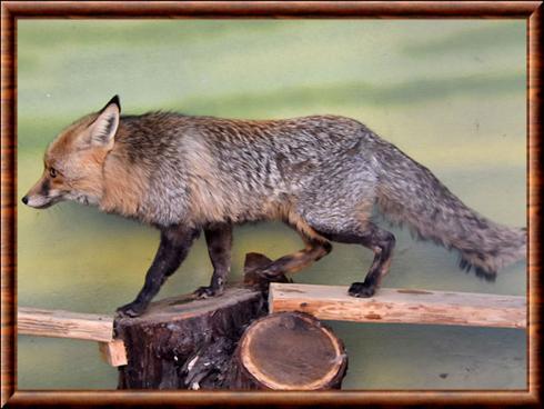 Renard roux du Kazakhstan (Vulpes vulpes karagan)