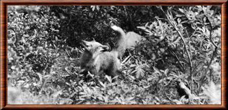 Renard roux de la peninsule de Kenaï (Vulpes vulpes kenaiensis)