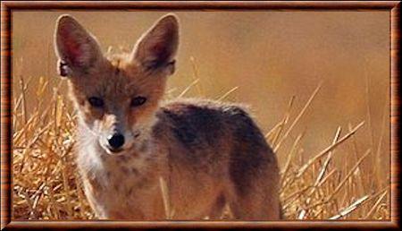 Renard roux du Kurdistan (Vulpes vulpes kurdistanica)