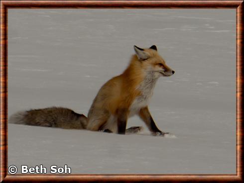 Renard roux des Rocheuses (Vulpes vulpes macroura)