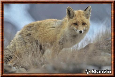 Renard roux tibetain (Vulpes vulpes montana)