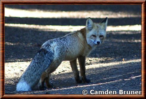 Renard roux de la Sierra Nevada (Vulpes vulpes necator)