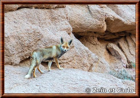 Renard roux d'Egypte (Vulpes vulpes niloticus)