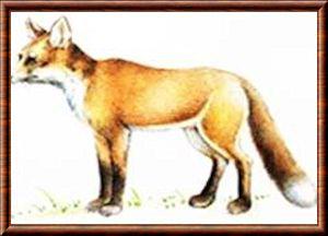 Renard roux de Tian-Shan (Vulpes vulpes ochroxanta)