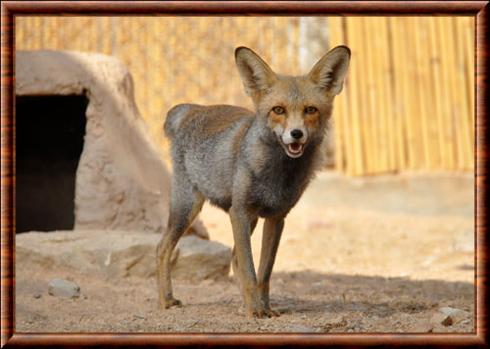 Renard roux de Palestine (Vulpes vulpes palaestina)