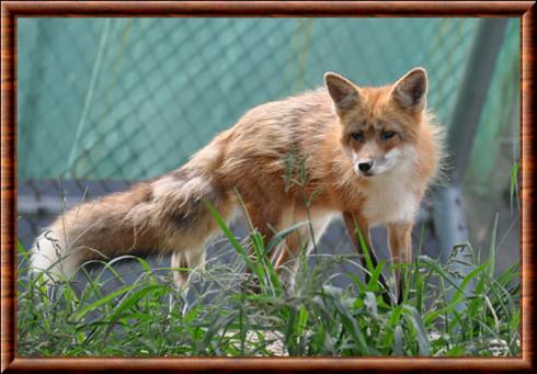 Renard roux de Coree (Vulpes vulpes peculiosa)