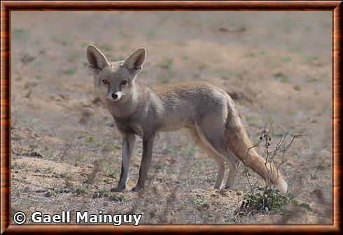 Renard roux a pattes blanches (Vulpes vulpes pusilla)