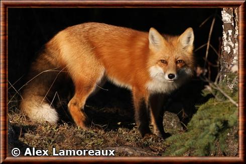 Renard roux des plaines (Vulpes vulpes regalis)