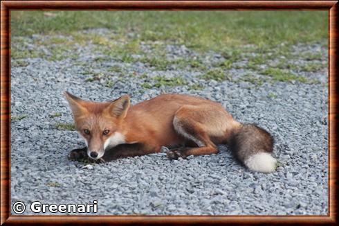 Renard roux de Nouvelle-Ecosse (Vulpes vulpes rubricosa)