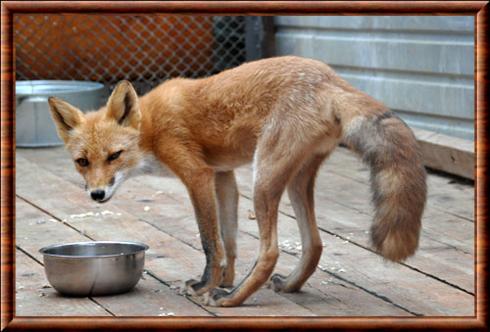 Renard roux de Sakhalin (Vulpes vulpes schrencki)