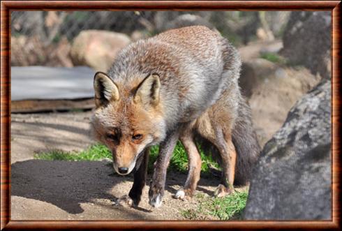 Renard roux iberique (Vulpes vulpes silacea)