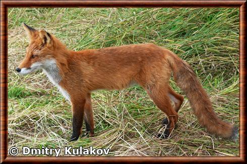 Renard roux des Iles Kouriles (Vulpes vulpes splendidissima)