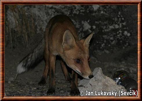 Renard roux des steppes (Vulpes vulpes stepensis)