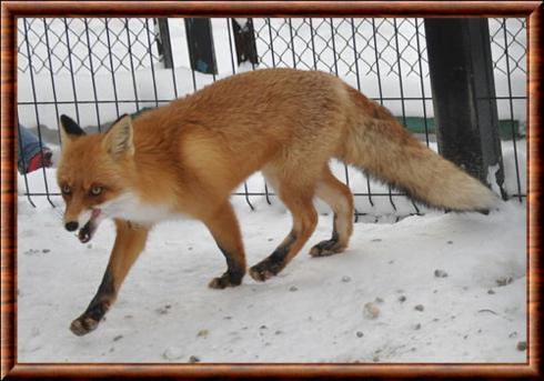 Renard roux de Tobolsk (Vulpes vulpes tobolica)