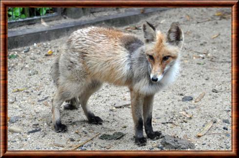 Renard roux de Chine du Nord (Vulpes vulpes tschiliensis)