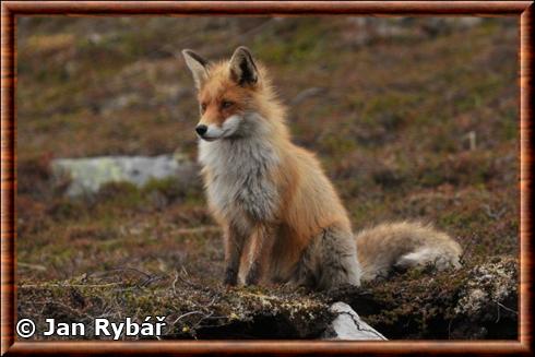 Renard roux de Scandinavie (Vulpes vulpes vulpes)