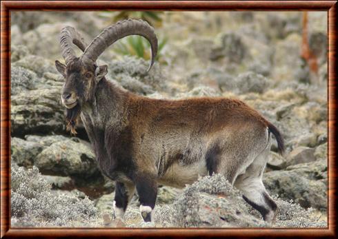 Walia ibex