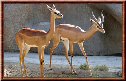 Waller's gazelle