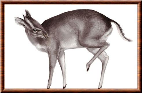 Walter's duiker