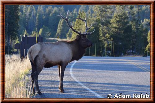 Wapiti (Cervus elaphus canadensis)