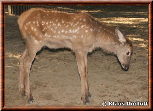 Wapiti juvenile zoo de Berlin