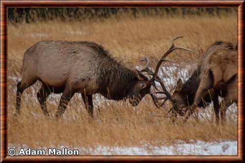 Wapiti male