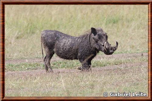 Warthog