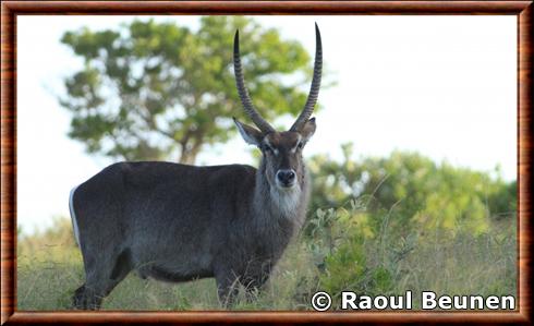 Waterbuck