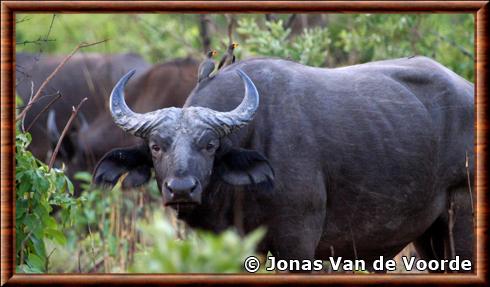 West african buffalo