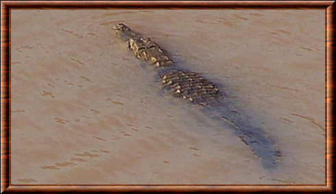 West african crocodile