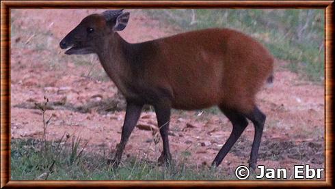 Weyns's duiker