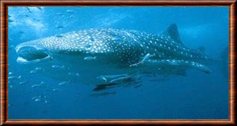 Whale shark