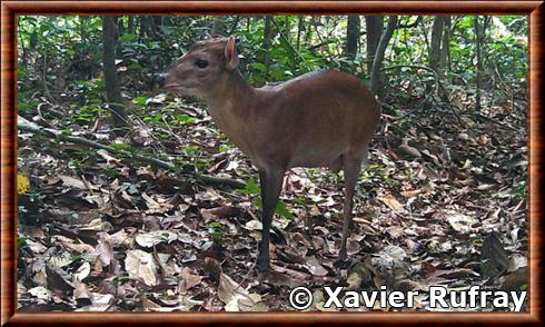 White-bellied duiker