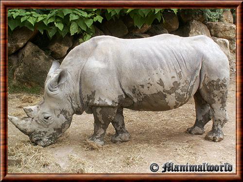 White rhinoceros