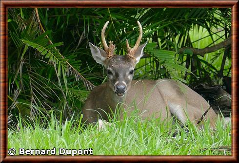 White-tailed deer (Odocoileus virginianus)