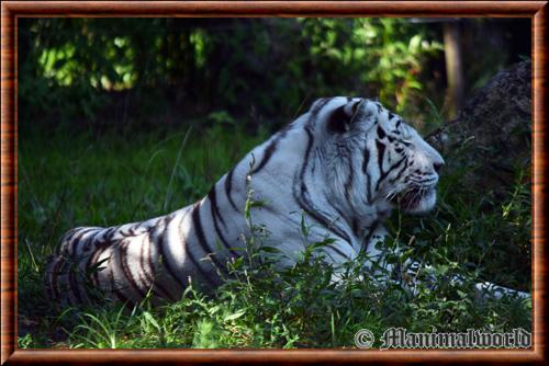 White tiger