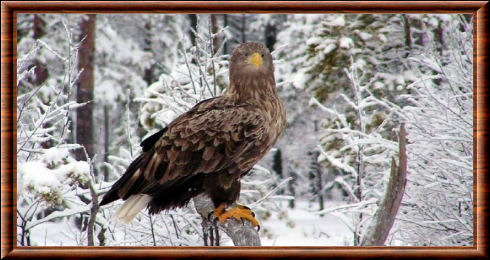 White-tailed Eagle