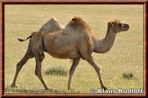 Wild bactrian camel