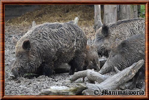 Wild boar (Sus scrofa)