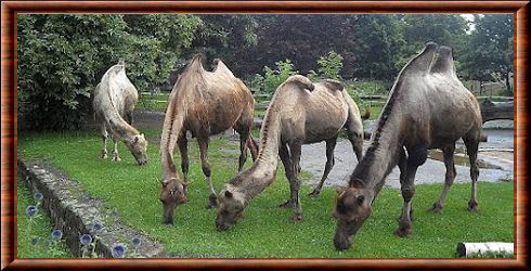 Wild bactrian camel