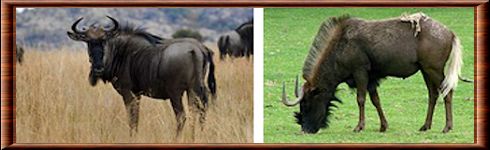 Wildebeest