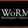 Worms 1