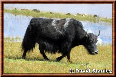 Yak de l'Himalaya