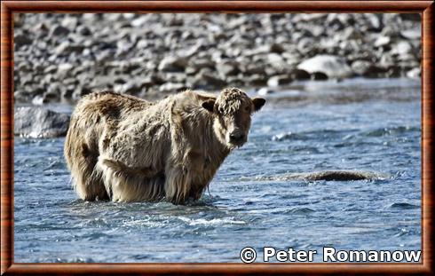 Yak Kyrgyzstan