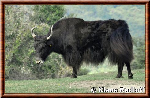 Yak au Safari Park Langhe