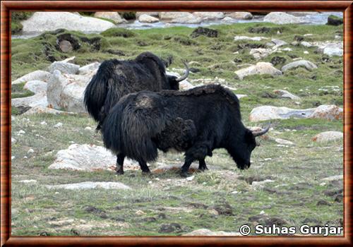 Yak sauvage dans le comté de Ladakh en Inde Yak sauvage au Ladakh Inde