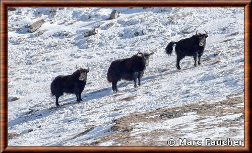 Yaks sauvages au Tibet Yak sauvage au Tibet