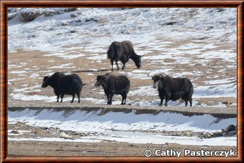 Yak sauvage photographié en Chine Yak sauvage en Chine