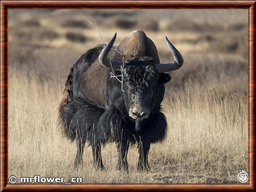 Yak sauvage (Bos mutus) Yak sauvage (Bos mutus)